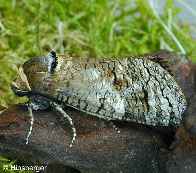 Cossus cossus (LINNAEUS, 1758)