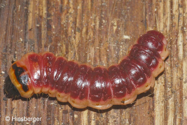 Cossus cossus (LINNAEUS, 1758)