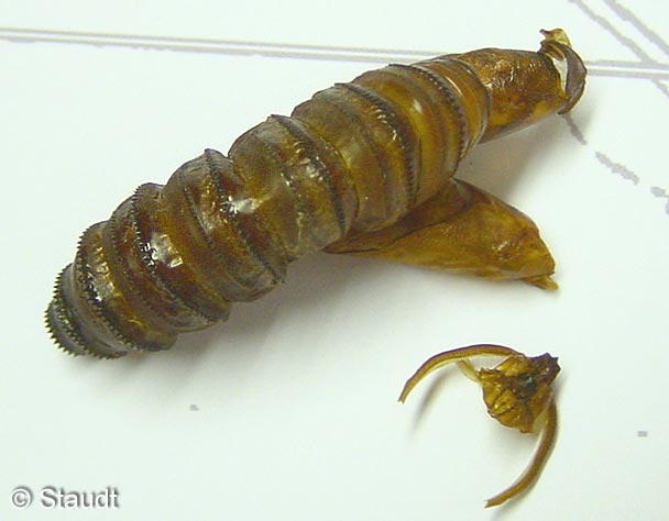 Cossus cossus (LINNAEUS, 1758)