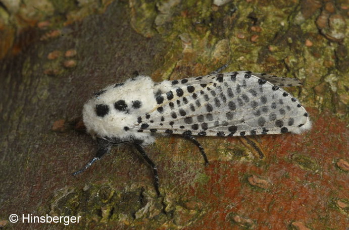 Zeuzera pyrina (LINNAEUS, 1761)