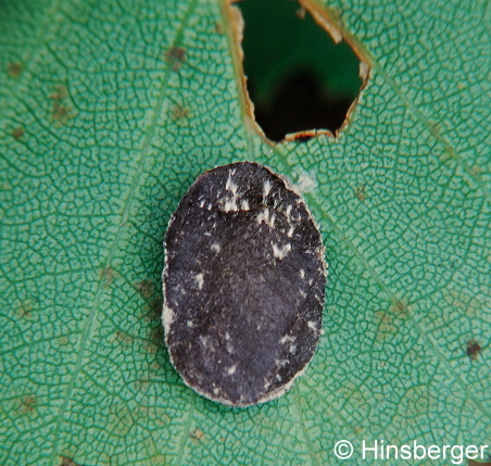 Incurvaria pectinea HAWORTH, 1828