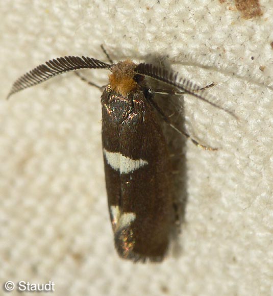 Incurvaria masculella (DENIS & SCHIFFERMLLER, 1775)