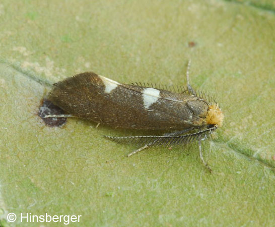 Incurvaria masculella (DENIS & SCHIFFERMLLER, 1775)