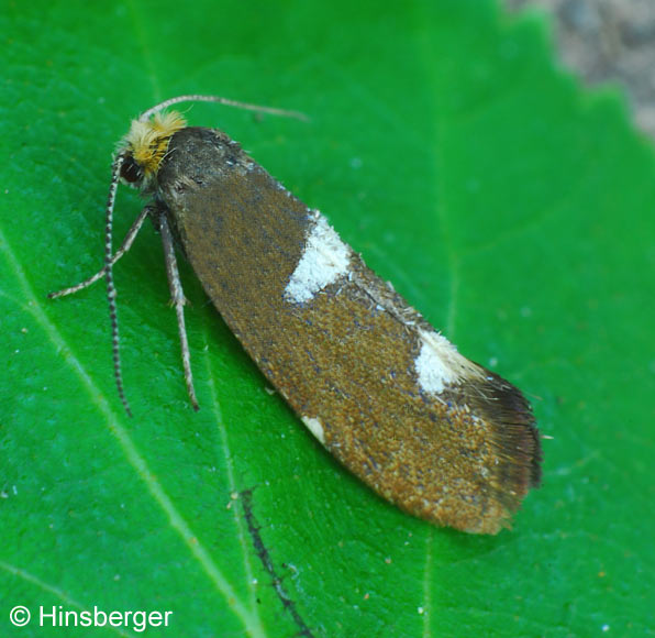 Incurvaria masculella (DENIS & SCHIFFERMLLER, 1775)