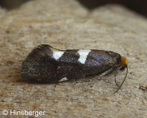 Incurvaria masculella (DENIS & SCHIFFERMLLER, 1775)