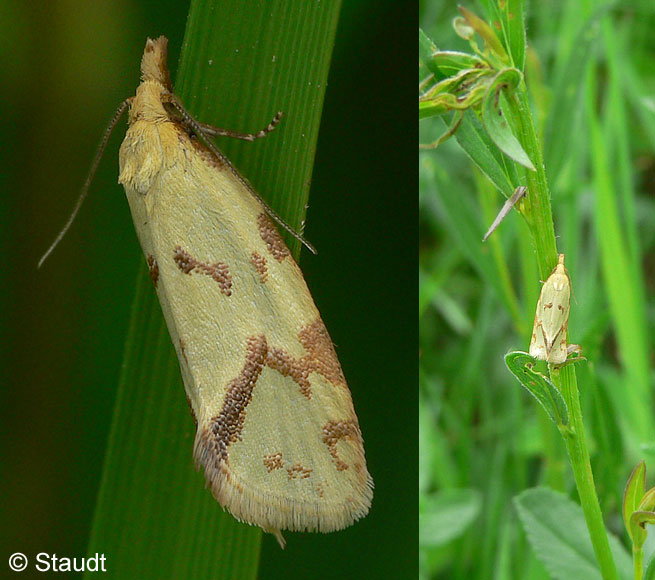 Agapeta hamana (LINNAEUS, 1758)