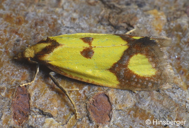 Agapeta zoegana (LINNAEUS, 1767)