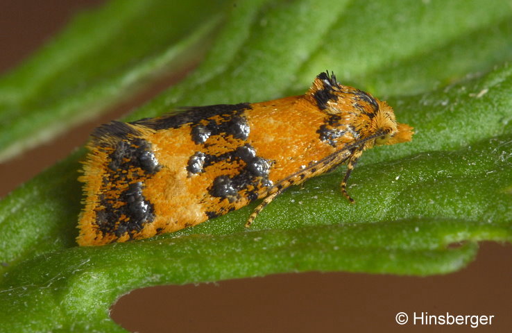 Commophila aeneana (HBNER, 1800)