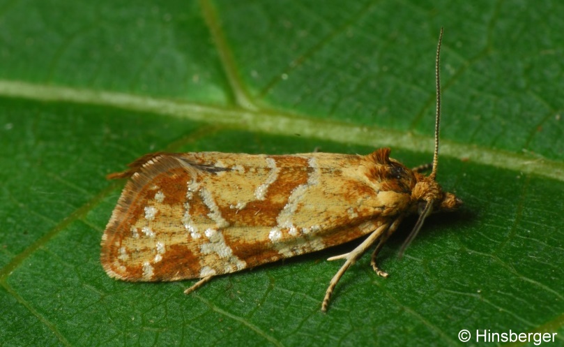 Aethes hartmanniana (CLERCK, 1758)