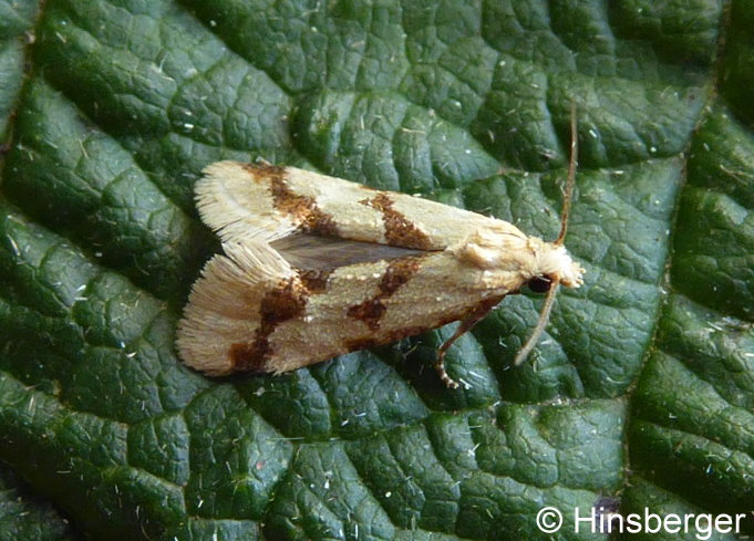 Aethes bilbaensis (RSSLER, 1877)