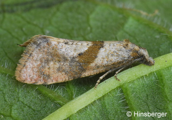 Cochylidia implicitana (WOCKE, 1856)