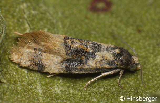 Cochylis nana (HAWORTH, 1811)