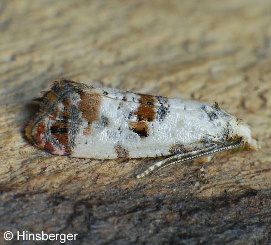 Cochylis hybridella (HBNER, 1813)