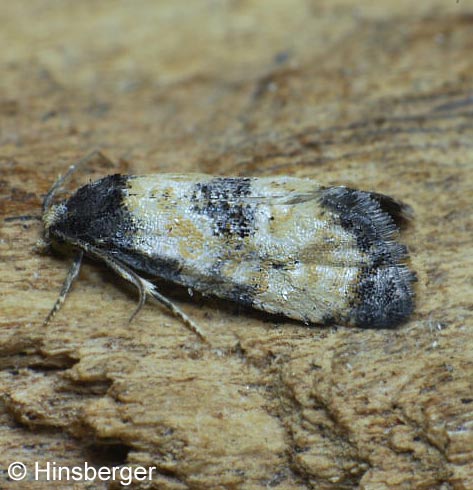 Cochylis dubitana (HBNER, 1799)