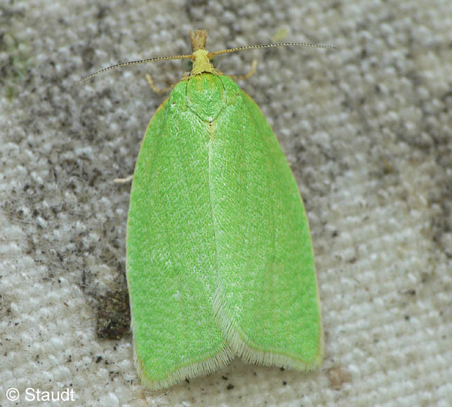 Tortrix viridana LINNAEUS, 1758