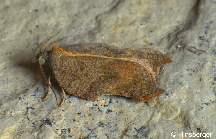 Acleris emargana (FABRICIUS, 1775)