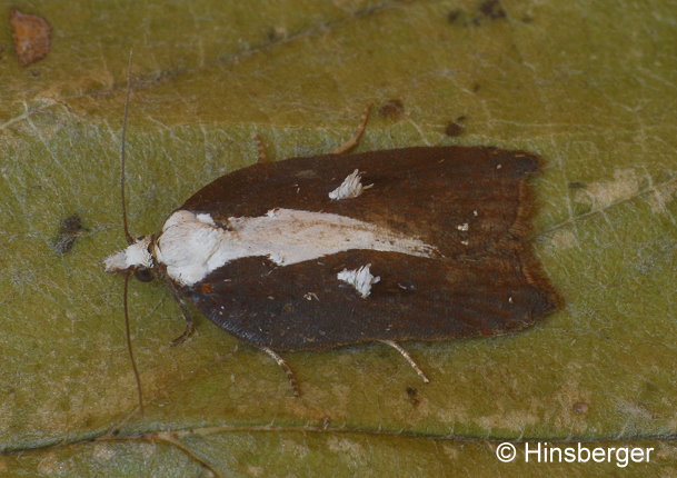 Acleris cristana (DENIS & SCHIFFERMLLER, 1775)