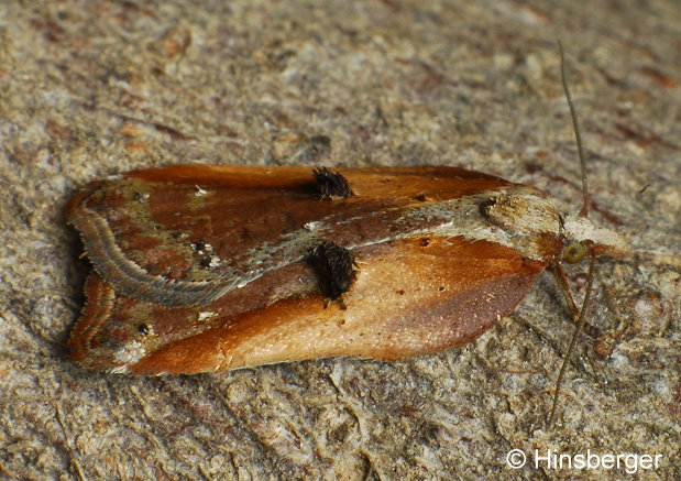 Acleris cristana (DENIS & SCHIFFERMLLER, 1775)