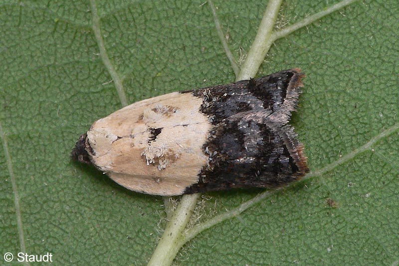 Acleris variegana (DENIS & SCHIFFERMLLER, 1775)