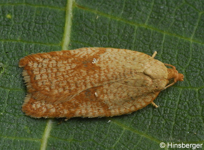Acleris notana (DONOVAN, 1806)