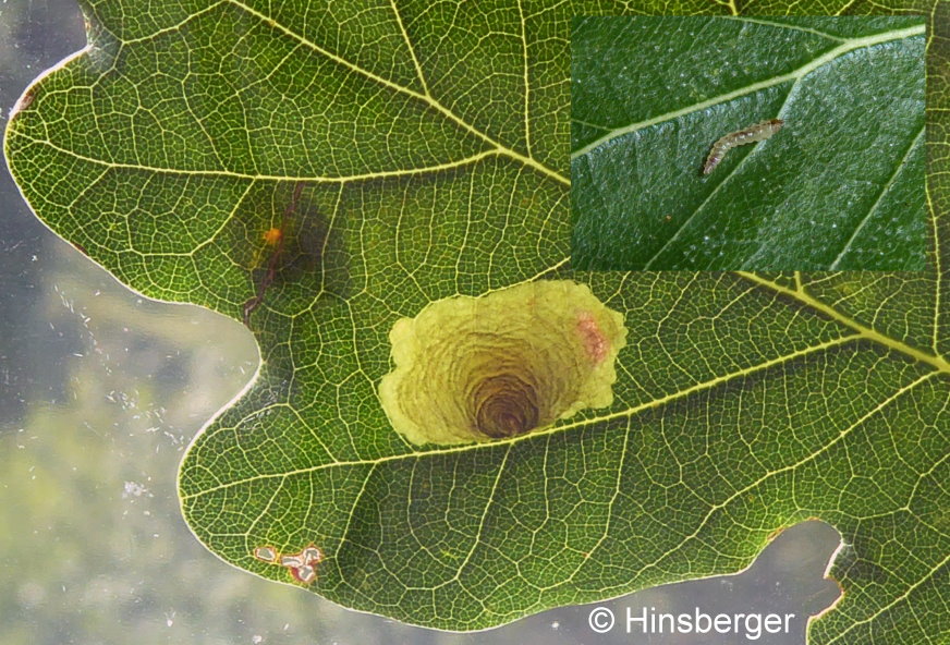 Tischeria dodonaea STAINTON, 1858