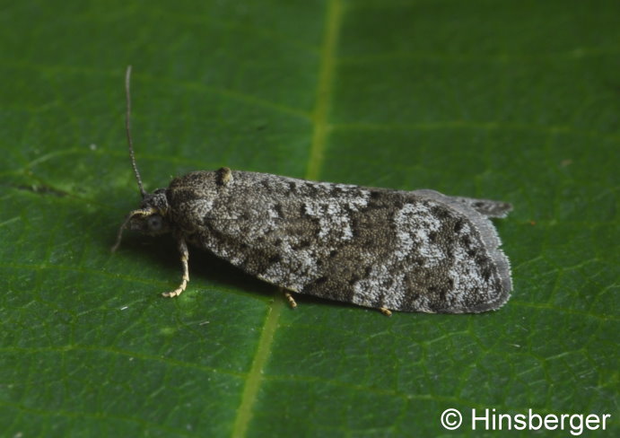 Cnephasia asseclana (DENIS & SCHIFFERMLLER, 1775)