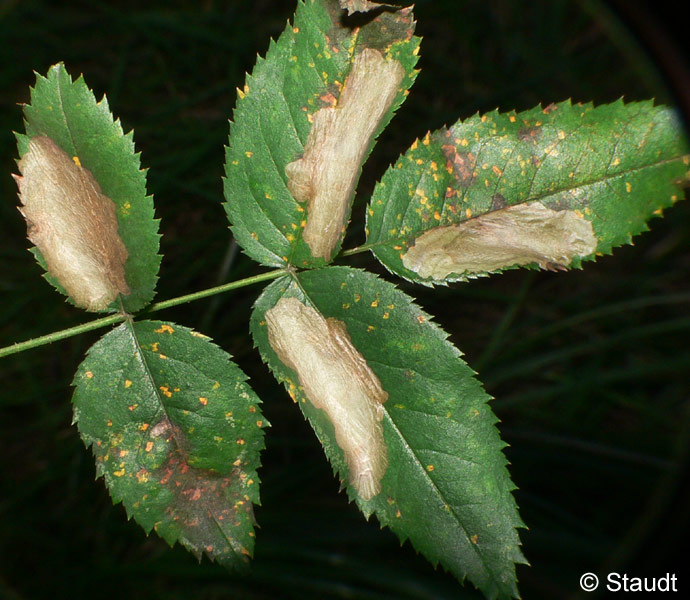 Emmetia angusticollella (DUPONCHEL, 1843)