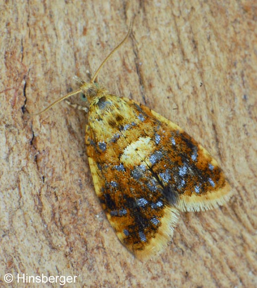 Pseudargyrotoza conwagana (FABRICIUS, 1775)