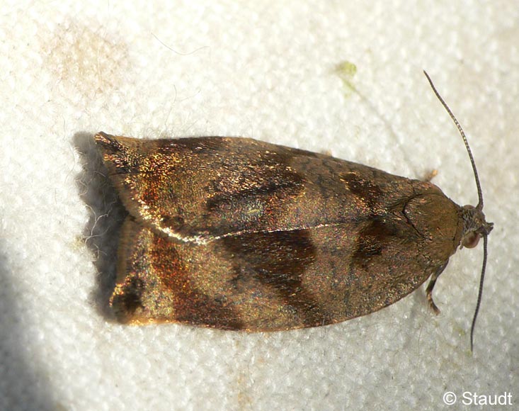 Archips crataegana (HBNER, 1799)