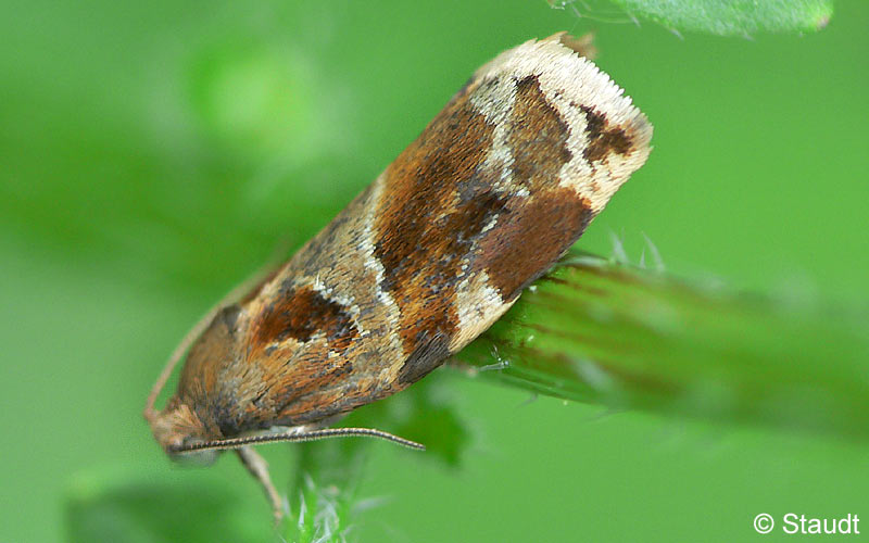Archips xylosteana (LINNAEUS, 1758)