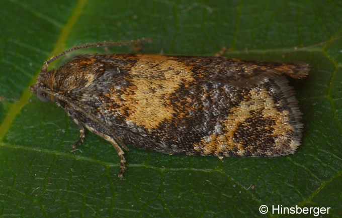 Ptycholomoides aeriferana (HERRICH-SCHFFER, 1851)