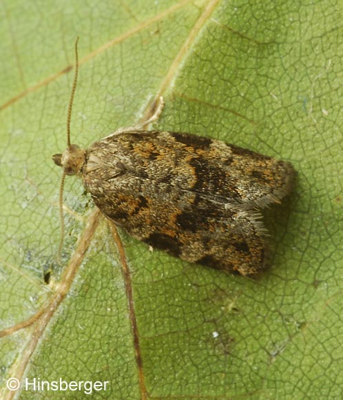 Dichelia histrionana (Frlich, 1828)