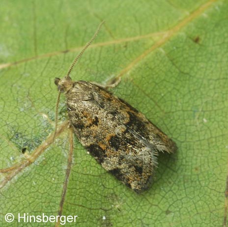 Dichelia histrionana (Frlich, 1828)