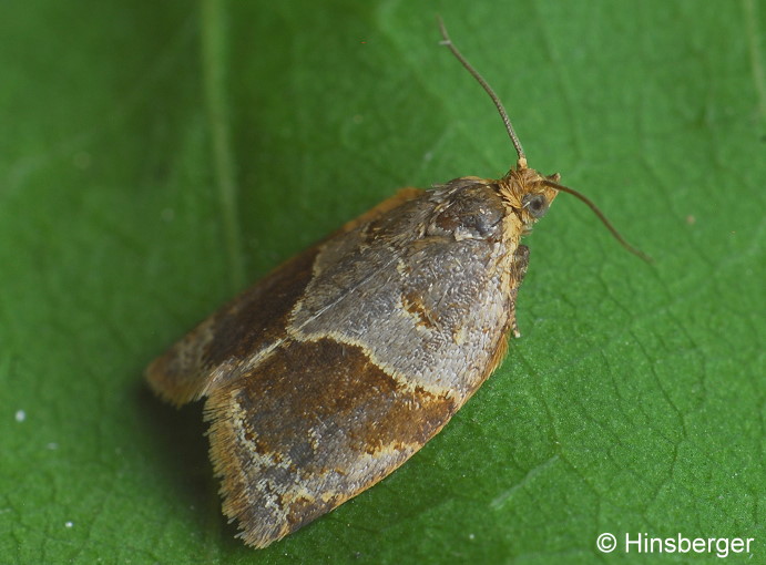 Clepsis dumicolana (ZELLER, 1847)