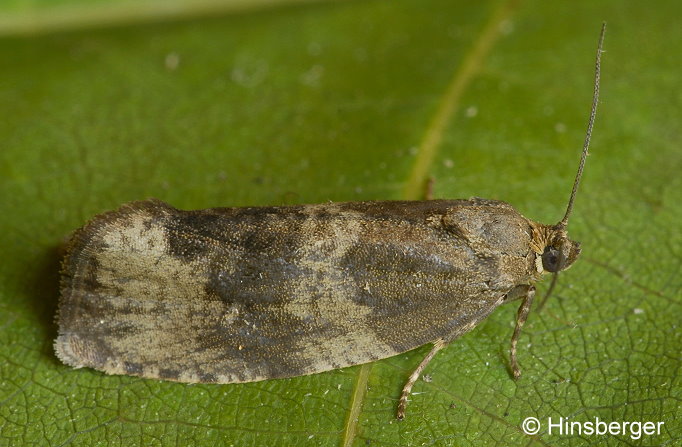 Pseudosciaphila branderiana (LINNAEUS, 1758)