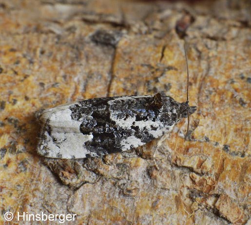 Apotomis turbidana (HBNER, 1825)