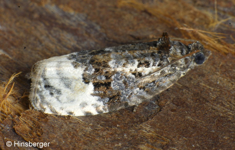 Apotomis betuletana (HAWORTH, 1811)