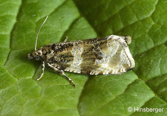 Orthotaenia undulana (DENIS & SCHIFFERMLLER, 1775)