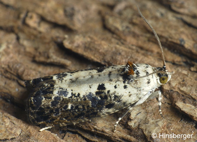 Hedya salicella (LINNAEUS, 1758)