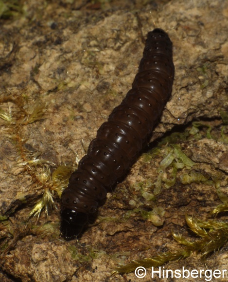 Hedya salicella (LINNAEUS, 1758)