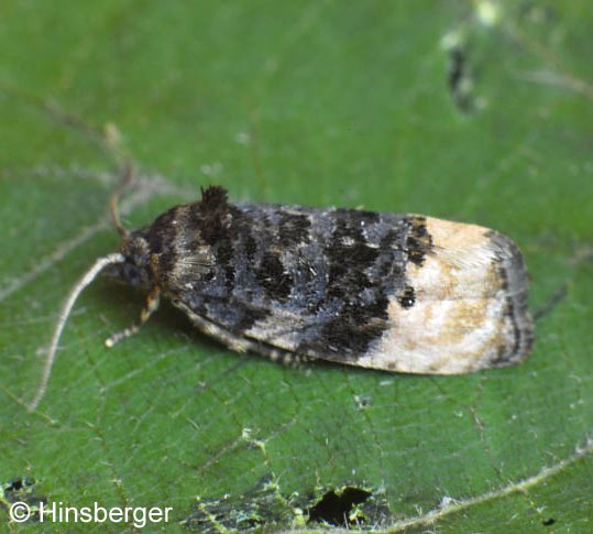 Metendothenia atropunctana (ZETTERSTEDT, 1839)