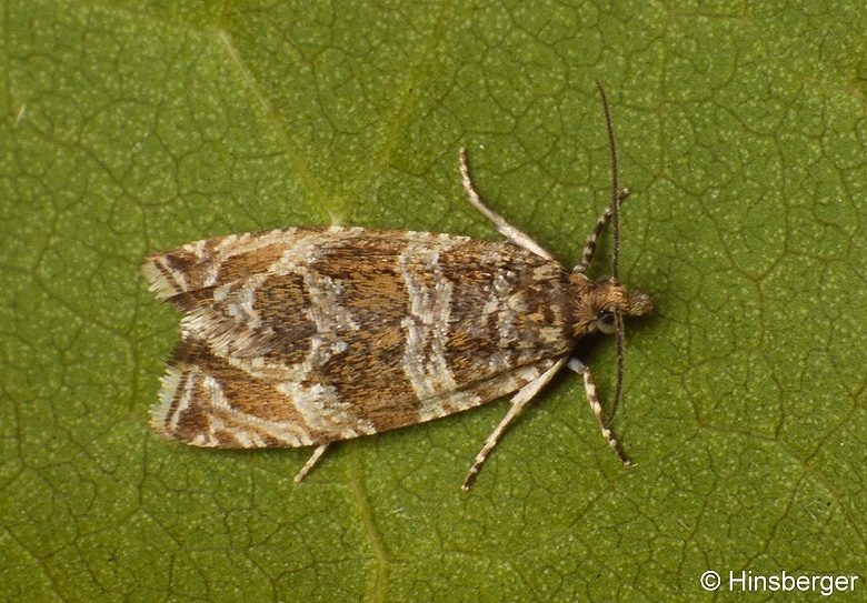 Celypha cespitana (HBNER, 1817)