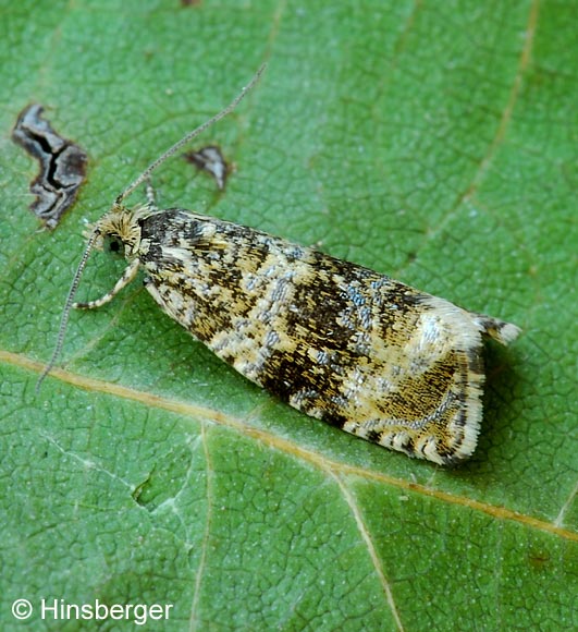 Celypha lacunana (DENIS & SCHIFFERMLLER, 1775)