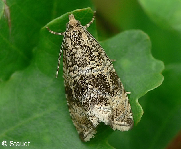 Celypha lacunana (DENIS & SCHIFFERMLLER, 1775)