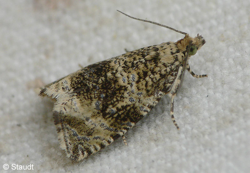 Celypha lacunana (DENIS & SCHIFFERMLLER, 1775)