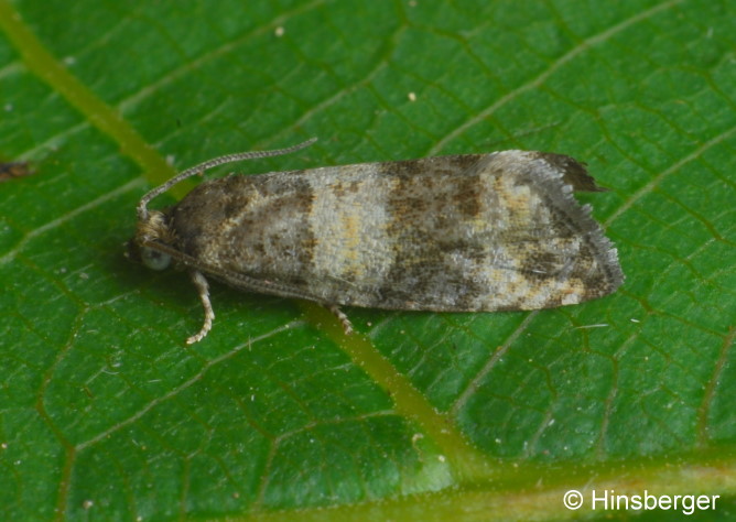Piniphila bifasciana (HAWORTH, 1811)