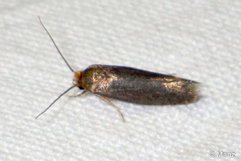 Cephimallota crassiflavella BRUAND, 1851