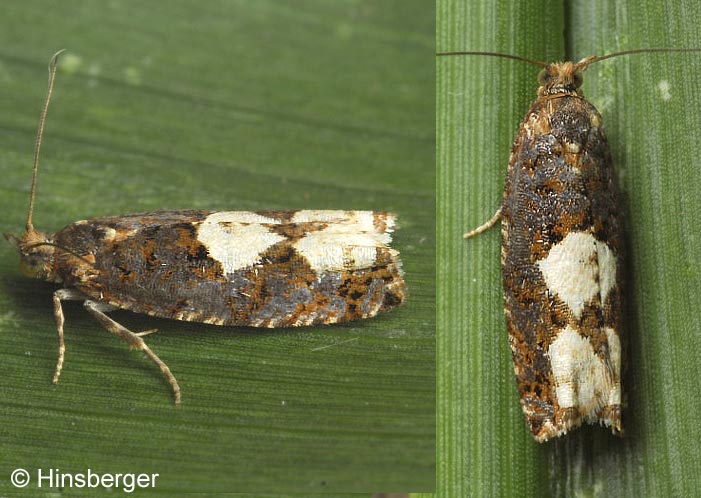 Epinotia trigonella (LINNAEUS, 1758)