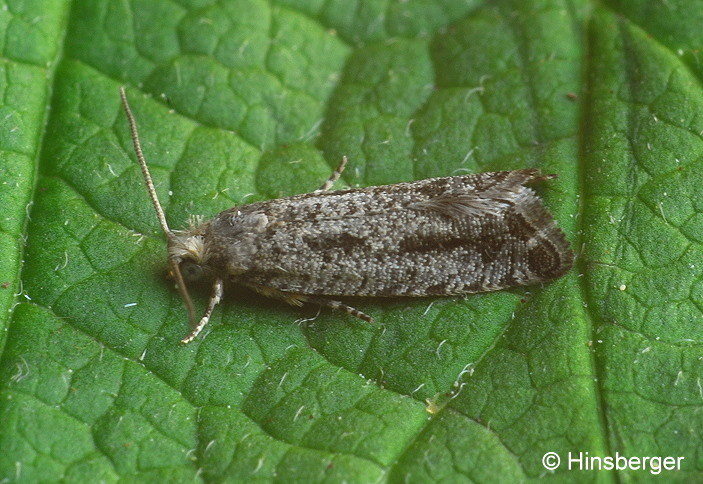 Epinotia granitana (HERRICH-SCHFFER, 1851)