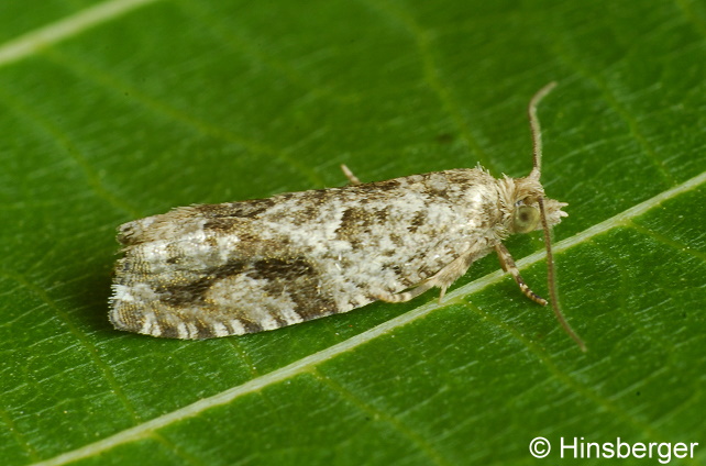 Epinotia signatana (DOUGLAS, 1845)